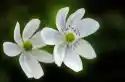 Fototapeta Na Ścianę Białe Kwiatki Fp 610