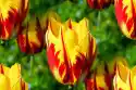 Wally Piekno Dekoracji Fototapeta Na Ścianę Żółto Czerwone Tulipany Fp 629