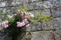 Fototapeta Na Ścianę Kwitnąca Róża Wspierająca Się O Mur Fp 766
