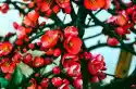 Wally Piekno Dekoracji Fototapeta Na Ścianę Kwiaty Japoni Fp 771