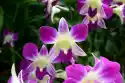 Wally Piekno Dekoracji Fototapeta Na Ścianę Orchidea Kwiaty Fp 825