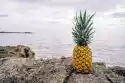 Fototapeta Na Ścianę Ananas Na Skałach Na Tle Oceanu Fp 884