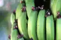 Fototapeta Na Ścianę Kiść Zielonych Bananów Fp 947