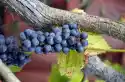 Fototapeta Na Ścianę Krzew Winogrona Z Owocami Fp 966