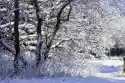 Wally Piekno Dekoracji Fototapeta Na Ścianę Drzewo Ubrane W Pelerynę Snieżną Fp 1494