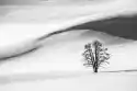 Wally Piekno Dekoracji Fototapeta Na Ścianę Drzewo Na Tle Śniegu Fp 1760