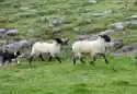 Fototapeta Na Ścianę Dwie Owce Z Psem Pasterskim Fp 2417