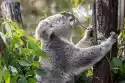 Wally Piekno Dekoracji Fototapeta Na Ścianę Miś Koala Jedzący Liście Fp 2470