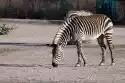 Wally Piekno Dekoracji Fototapeta Na Ścianę Zebra W Zoo Fp 2492