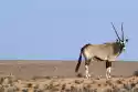 Wally Piekno Dekoracji Fototapeta Na Ścianę Antylopa Oryx Fp 2530