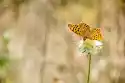 Wally Piekno Dekoracji Fototapeta Na Ścianę Motyl Na Kwiatku Fp 2531