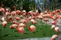 Wally Piekno Dekoracji Fototapeta Na Ścianę Stado Flamingów Fp 2535