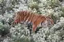 Wally Piekno Dekoracji Fototapeta Na Ścianę Tygrys Wędrujący Przez Białe Trawy Fp 2548
