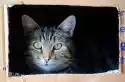 Wally Piekno Dekoracji Fototapeta Na Ścianę Kot W Pudełku Fp 2571
