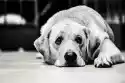 Wally Piekno Dekoracji Fototapeta Na Ścianę Smutny Pies Leżący Na Dywanie Fp 2599