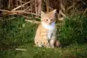 Wally Piekno Dekoracji Fototapeta Na Ścianę Kot Siedzący W Trawie Fp 2809