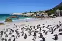Wally Piekno Dekoracji Fototapeta Na Ścianę Plaża Pełna Pingwinów Fp 2819