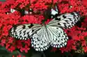 Fototapeta Na Ścianę Białoczarny Motyl Na Na Czerwonym Kwiatku F