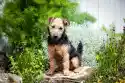 Wally Piekno Dekoracji Fototapeta Na Ścianę Pies Siedzący W Ogródku Fp 2829
