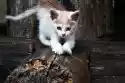 Fototapeta Na Ścianę Mały Kot Chodzący Po Drewnie Fp 2850