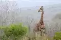 Wally Piekno Dekoracji Fototapeta Na Ścianę Zjawiskowa Żyrafa W Środowisku Natrulanym F