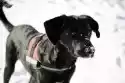 Wally Piekno Dekoracji Fototapeta Na Ścianę Pies Ze Śniegiem Na Nosie Fp 2963