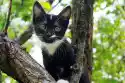Wally Piekno Dekoracji Fototapeta Na Ścianę Kot Na Drzewie Fp 2974