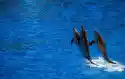Wally Piekno Dekoracji Fototapeta Na Ścianę Delfiny Wyskakujące Z Wody Fp 2980