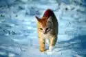 Wally Piekno Dekoracji Fototapeta Na Ścianę Kot Biegnący Po Śniegu Fp 2982