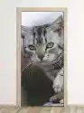 Wally Piekno Dekoracji Fototapeta Na Drzwi Młody Kot Fp 2649 D