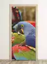 Wally Piekno Dekoracji Fototapeta Na Drzwi Kolorowe Papugi Fp 2567 D