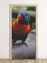 Wally Piekno Dekoracji Fototapeta Na Drzwi Papuga Fp 2400 D
