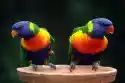 Wally Piekno Dekoracji Obraz Dwie Niezwykłe Kolorowe Papugi Fp 2947 P