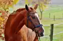 Wally Piekno Dekoracji Obraz Piękny Gniady Koń W Uździe Fp 2700 P