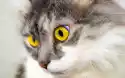 Wally Piekno Dekoracji Obraz Kot Duże Oczy Fp 2636 P