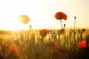 Wally Piekno Dekoracji Obraz Kwitnące Maki Przy Zachodzie Słońca Fp 1511 P