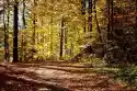 Wally Piekno Dekoracji Fototapeta Na Ścianę Leśna Droga W Jesienny Dzień Fp 3304