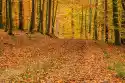 Wally Piekno Dekoracji Fototapeta Na Ścianę Jesień W Lesie Fp 3884