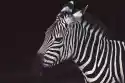 Wally Piekno Dekoracji Fototapeta Na Ścianę Zebra Na Ciemnym Tle Fp 3957