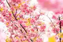 Fototapeta Na Ścianę Różowe Kwitnące Drzewo Fp 4096