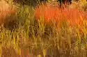 Fototapeta Na Ścianę Trawy Zmieniające Kolor Na Jesień Fp 4208