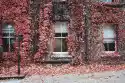 Wally Piekno Dekoracji Fototapeta Na Ścianę Jesienny Bluszcz Oplatający Dom Fp 4269