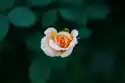 Fototapeta Na Ścianę Herbaciana Róża Z Kroplami Wody Fp 4306