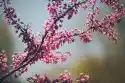 Wally Piekno Dekoracji Fototapeta Na Ścianę Drzewa Kwitnące Na Różowo Fp 4444