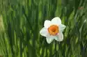 Wally Piekno Dekoracji Fototapeta Na Ścianę Biały Kwiat W Trawie Fp 4451