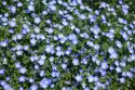 Fototapeta Na Ścianę Polana Usiana Niebieskimi Kwiatami Fp 4454