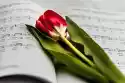 Wally Piekno Dekoracji Fototapeta Na Ścianę Czerwony Tulipan Na Nutach Fp 4860
