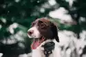Wally Piekno Dekoracji Fototapeta Na Ścianę Pies I Jego Pierwszy Śnieg Fp 4884