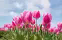 Fototapeta Na Ścianę Różowe Tulipany Na Tle Błękitnego Nieba Fp 