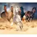 Norimpex Malowanie Po Numerach. Konie 40 X 50 Cm